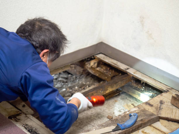 Best Mold Remediation for Specific Building Types in Mount Hermon, CA