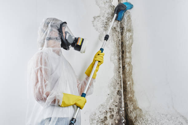 Professional Mold Remediation in Mount Hermon, CA