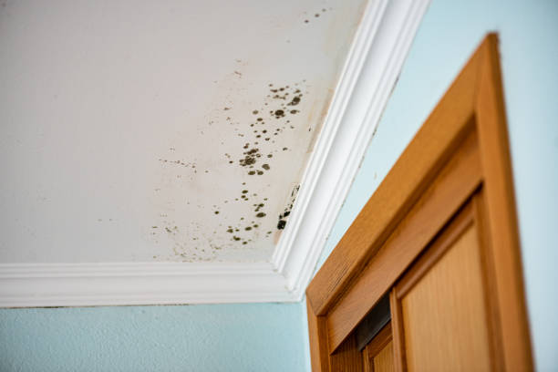 Best Preventive Mold Services in Mount Hermon, CA