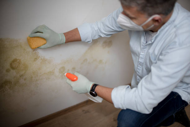 Best Insurance-Related Mold Remediation in Mount Hermon, CA
