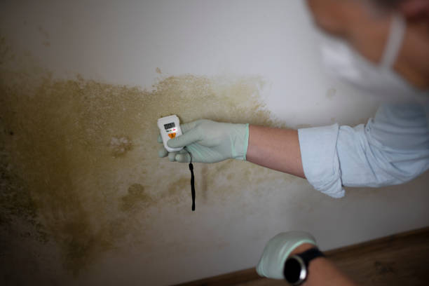 Best Kitchen Mold Remediation in Mount Hermon, CA