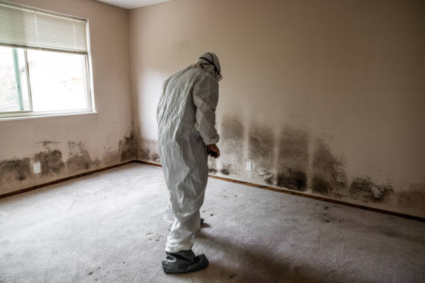 Trusted Mount Hermon, CA Mold Remediation Experts